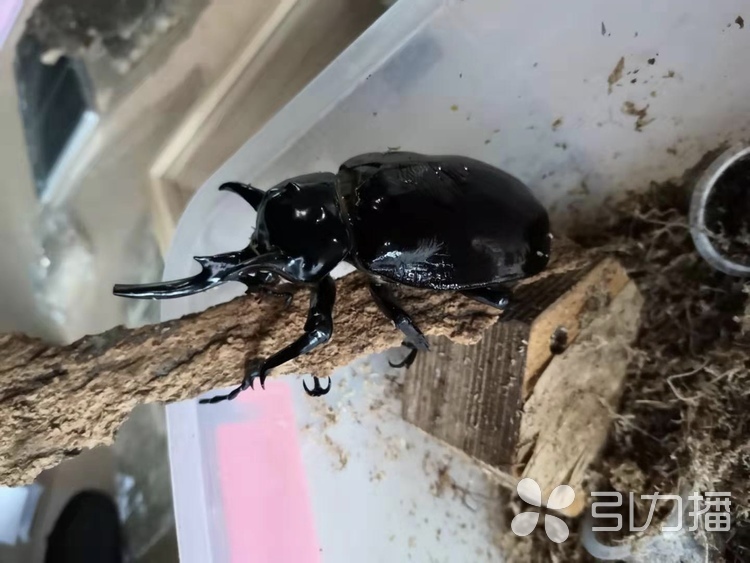 外形很 萌 不挑食 独角仙 成苏州白领新宠 我苏网 外形很 萌 不挑食 独角仙 成苏州白领新宠 我苏网